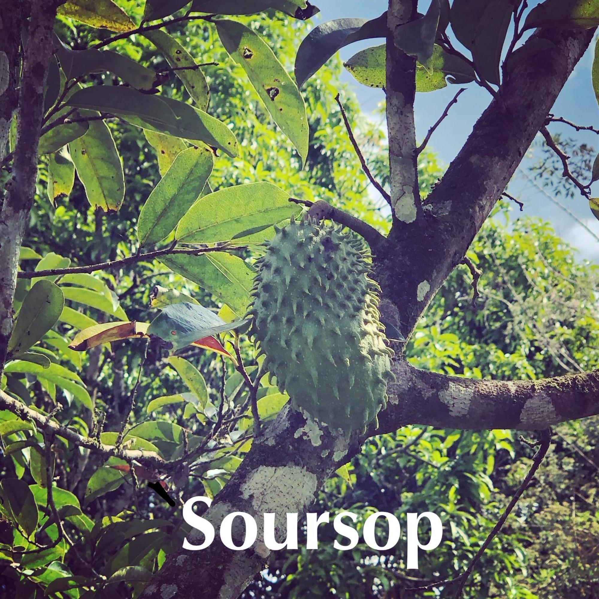 Soursop Hostel Cueta Extérieur photo